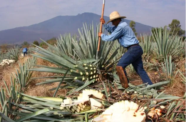 Natural Agave Market Bag